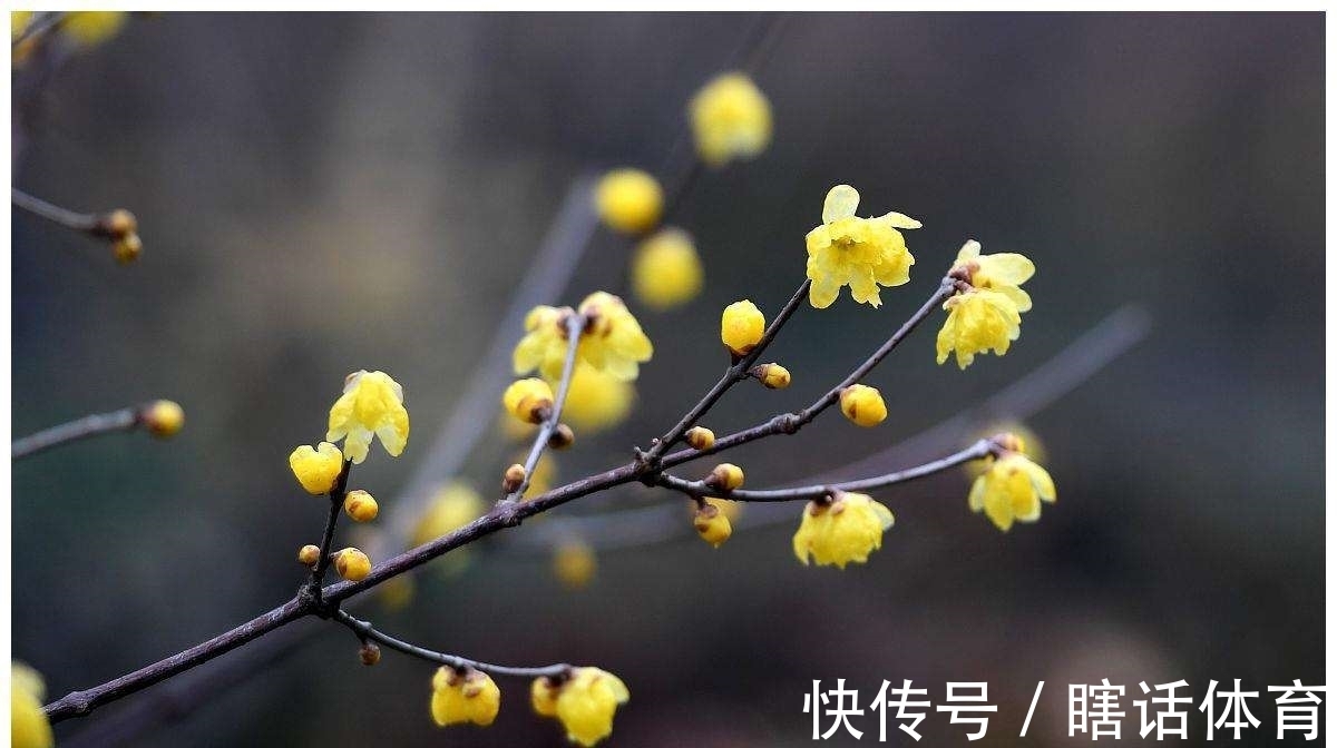 蜡梅&两首腊梅诗,寒梅最堪恨,常作去年花。静待色彩斑斓的春天