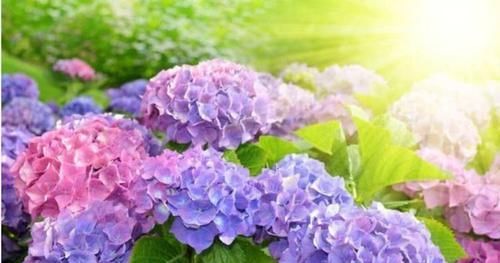  此款|此款花卉，好养易爆盆，堪称开花机器，开花成一个大花球