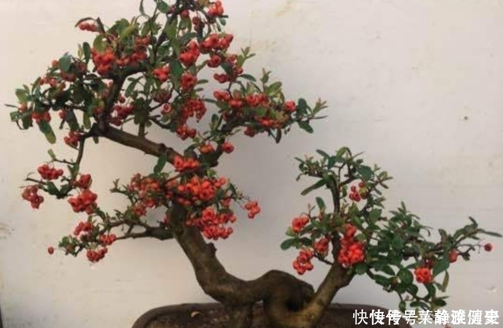 榆树|野外5种常见的树，制作成盆景，美观大方，观赏价值高