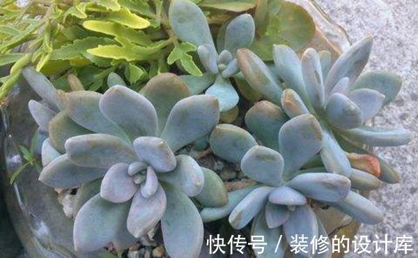 多肉|养花试试这几款,红色的叶尖点缀着叶片,非常优美