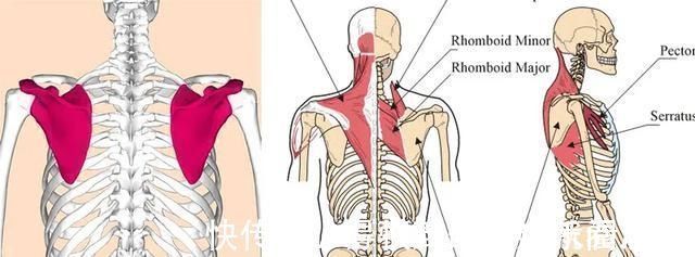 肱二头肌|哪些动作需要固定肩胛骨,哪些不需要—健身动作无法逃避的问题