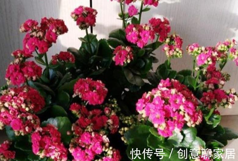 补肥|秋天养这4种花，及时喂点大补肥，新芽呼呼长，春节开爆盆