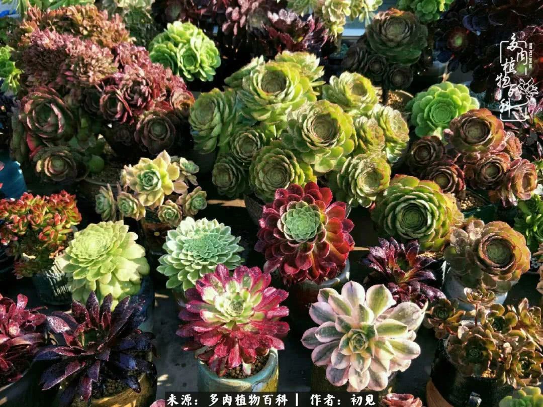 养多肉四周年，从初见到爱恋！幸福一直藏在浅薄的日子里！