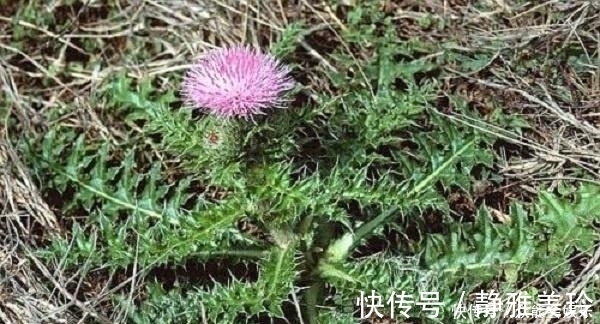 绕道|农村这种野草一身是刺，根部极为珍贵，人称蛇绕道,药用价值高