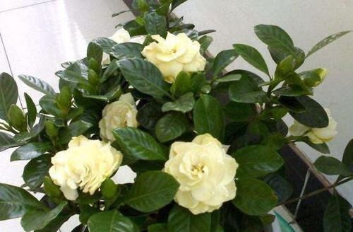 壮叶|用啤酒养花,按照4步操作,盆栽根壮叶绿长势旺,植物花多色艳