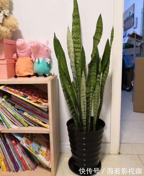 植物|家里客厅适合养什么花此3款对身体好,还能纳福又聚财