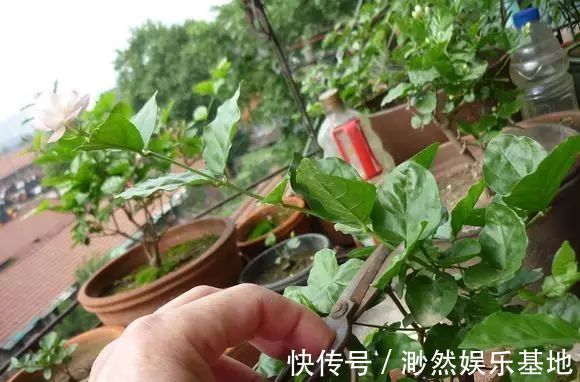 茉莉花这么养,花争着开,只需几个妙招,修剪是重点