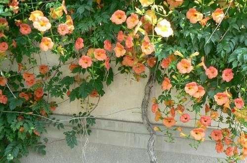  东西|养爬墙花卉，盆底下埋几粒“这东西”，三个月长成瀑布