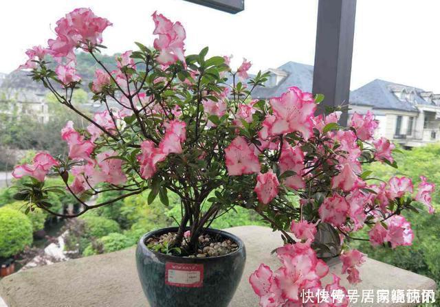 公认难养的2种花，养一棵死一棵，年年收空盆