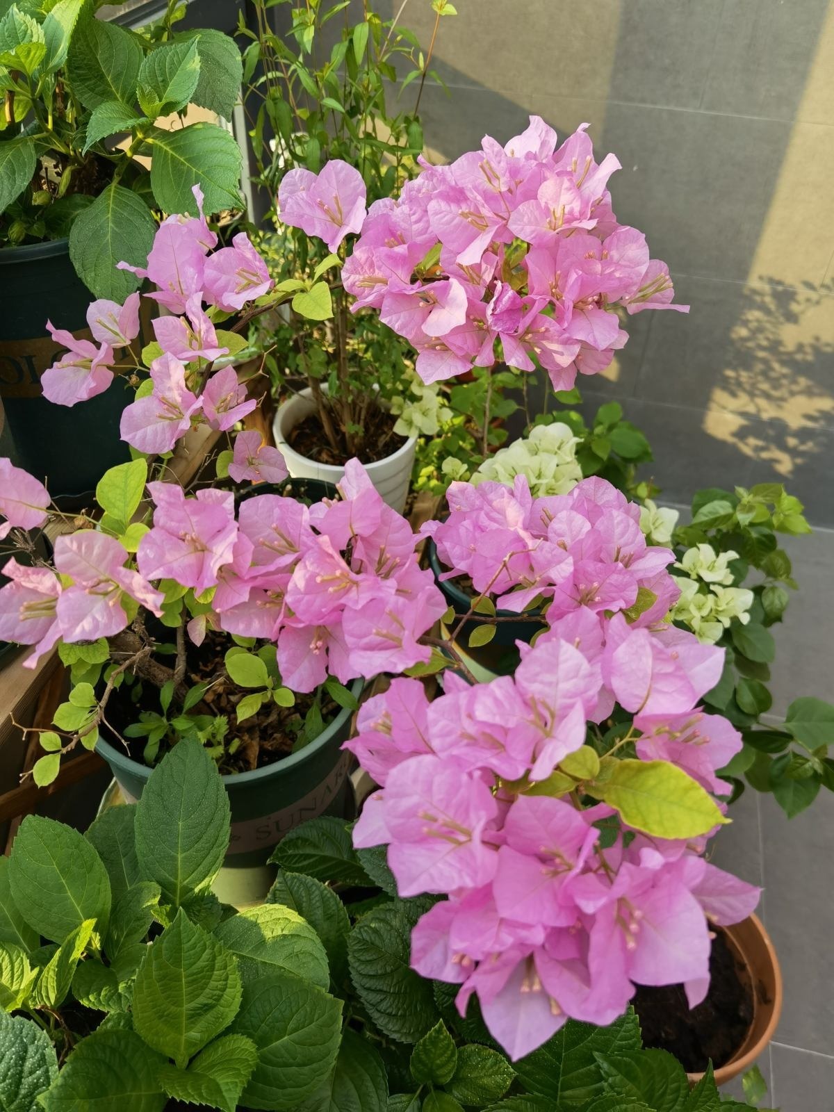 土壤|这3样堪称花界劳模,好活、花量大,一开花就停不下来