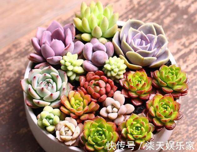 网购|网购多肉，记住“3大步”，增加安全系数，做合格“肉奴”