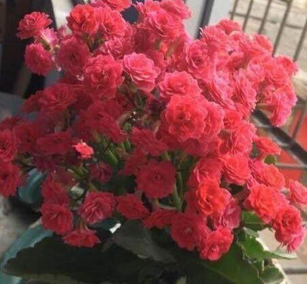 家里几款花卉,耐旱又耐晒,镇宅开运,寓意超好的