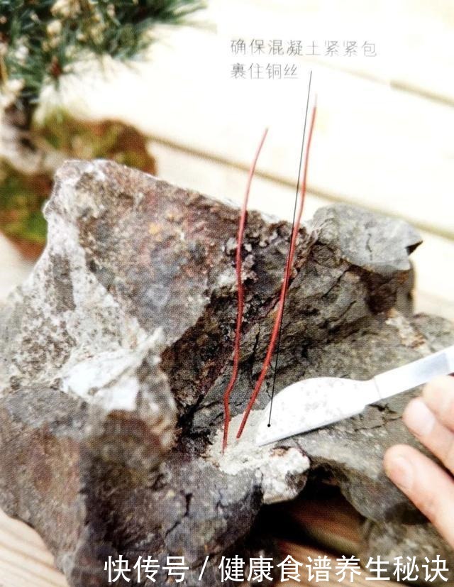 “岩石与树枝”一步步完美契合,叹服附石盆景的魅力无人能挡!