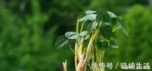 吃不完的蔬菜扔盆里，分分钟绿植就有了，真是太容易了