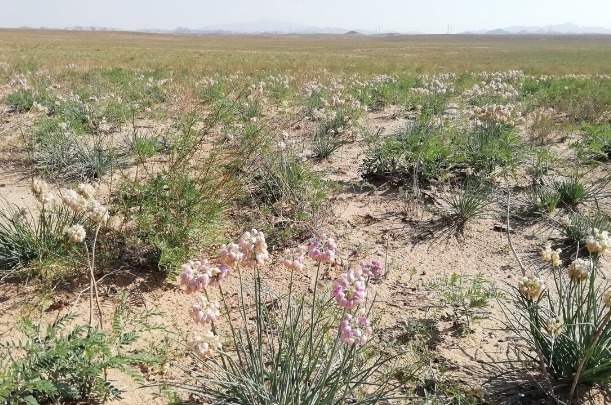 野菜|春天挖野菜,送你56种野菜大图片,带你见识不同的野菜和吃法