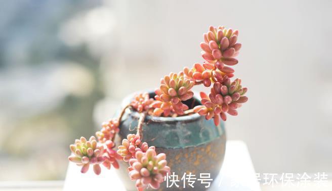 多肉植物|想让多肉植物快速变成“肉丸子”，记住一句口诀就可以，抓紧时间