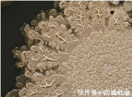 妈妈|8岁小孩出去玩,回家不洗手按了个手印,妈妈培养48小时后