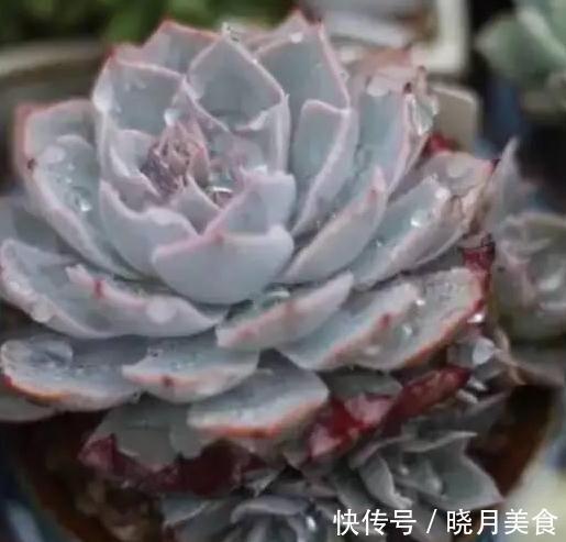 养护多肉9大忌,看看你犯了哪一条