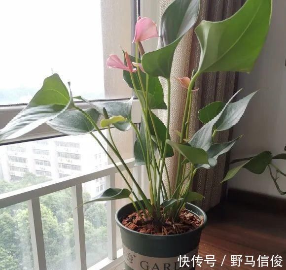 红掌|茉莉花扦插有机关,砍这一段枝条,插土里3天就活