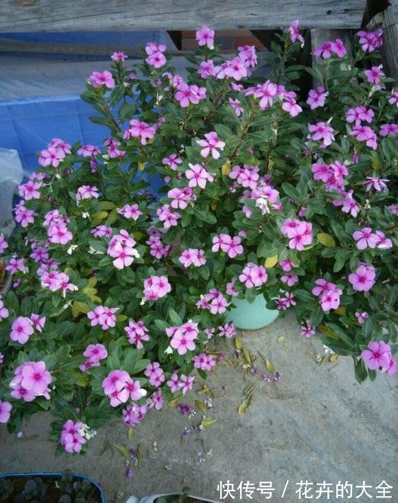 不死鸟|什么花也养不活?3种“漂亮花”,爆盆速度让人“害怕”