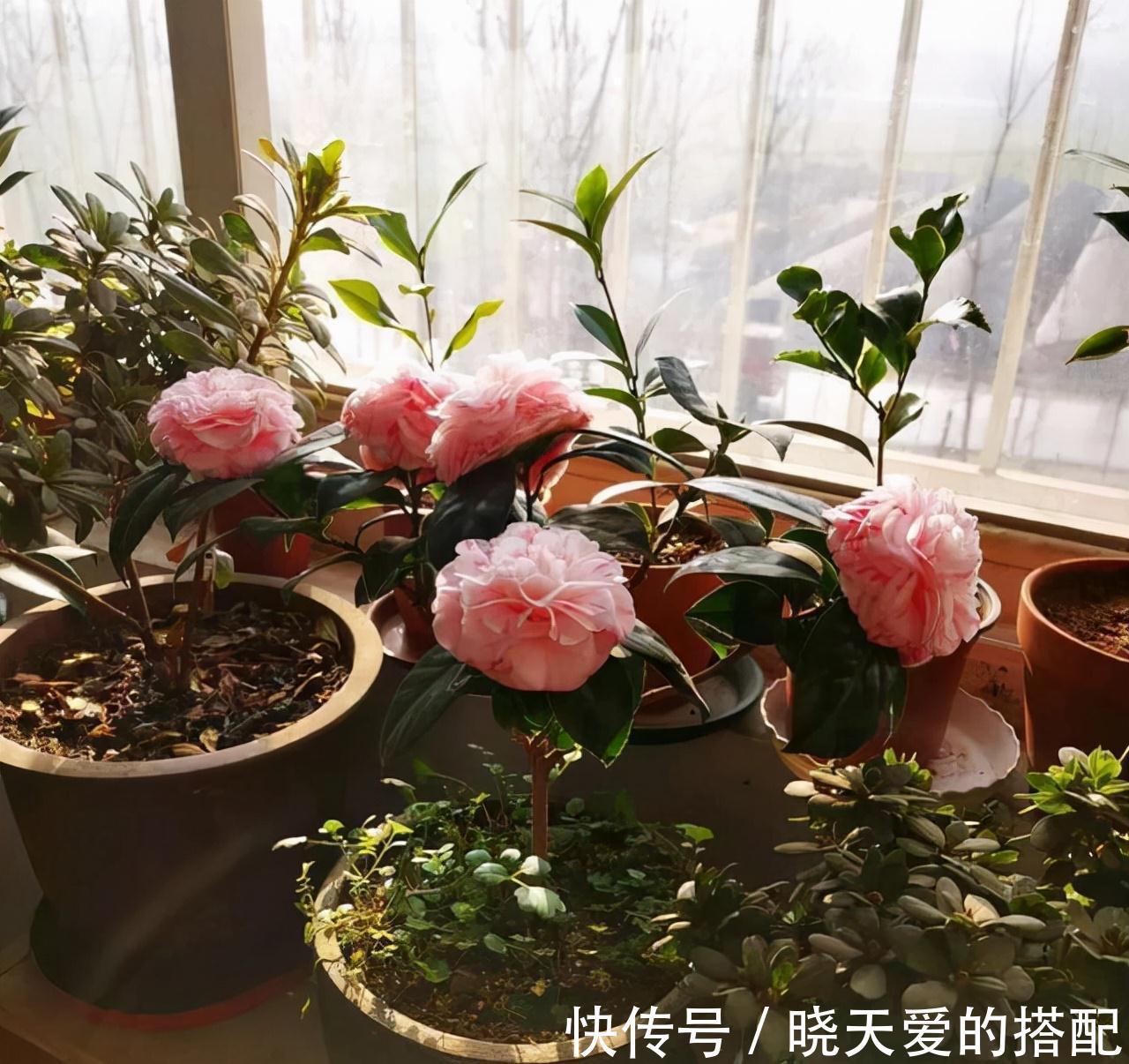 适合十月养的“14种花”,成活率高,能早日开花,喜欢别错过