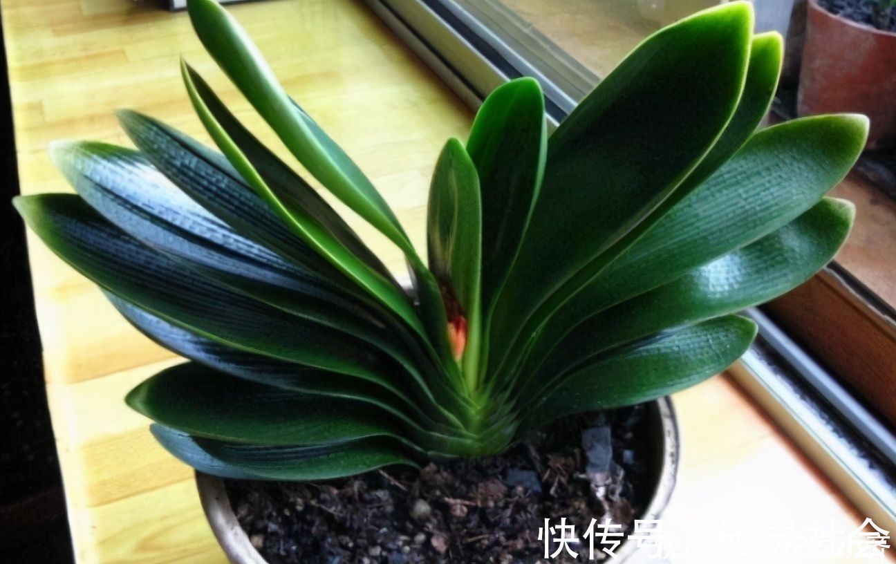 叶片|养君子兰有“三不放”，这是前提条件，能让君子兰叶子油亮整齐