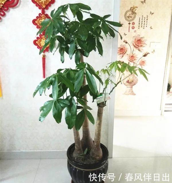 超级耐旱花，整个冬天不浇水，还能胖一圈！