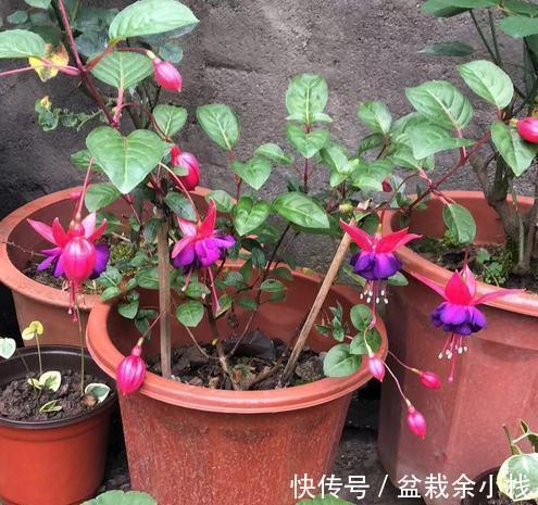 它盛开中的花朵像一个个灯笼，挂满枝头真喜庆，好看又好养