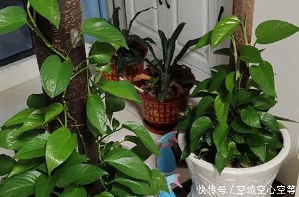 “一颗绿萝七个鬼”,家中为啥不能放绿萝有什么讲究吗