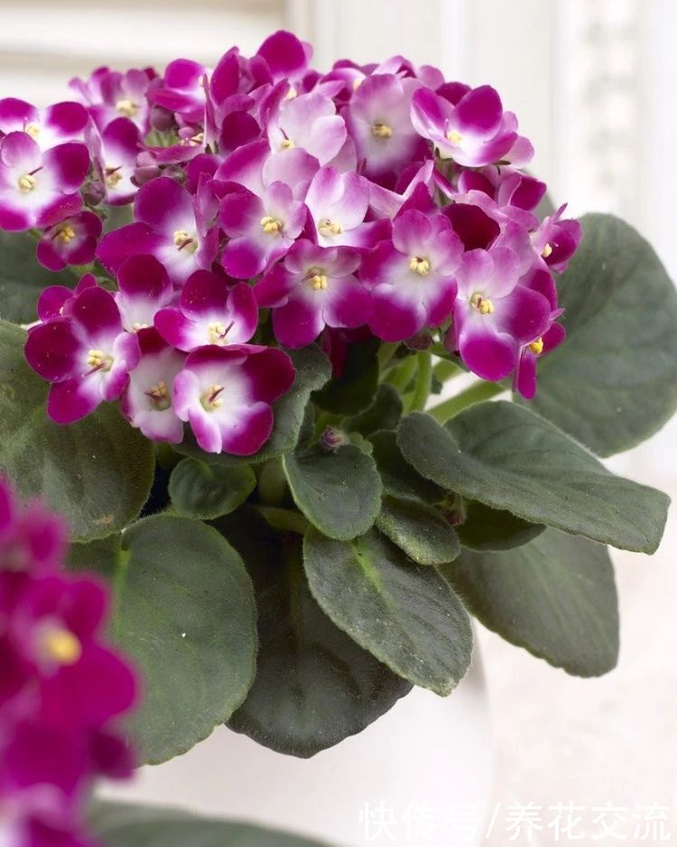  植物|耐阴室内开花植物“大家族”，低光照可开花，植株小巧，适合新手