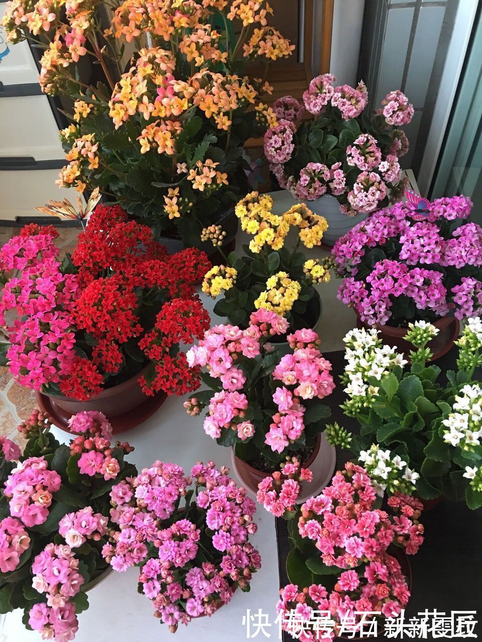 花海|她对长寿花“痴迷”,2个阳台、6个窗台都摆满了,过年开成花海