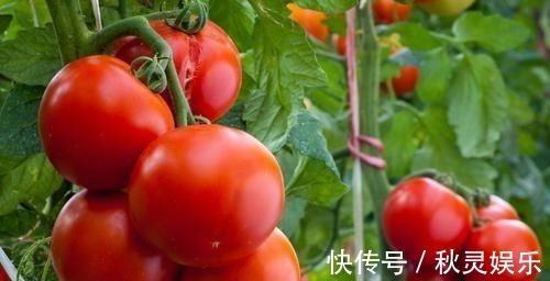 才知道,打了激素的西红柿有这3个特点,以后别再乱买了