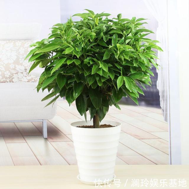 4种花很吉祥，再不喜欢也要养一盆，看着就富贵，空气一级棒