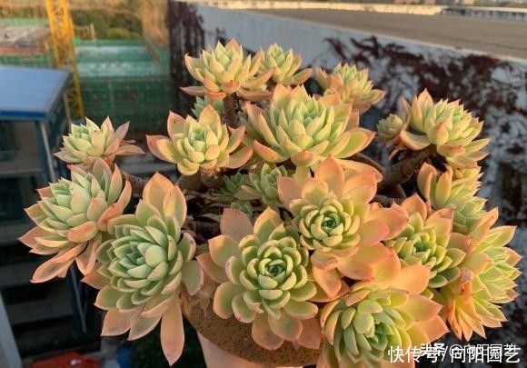 多肉|花市买的多肉，当成宝贝对待，养了不到1个月，全都死翘翘了