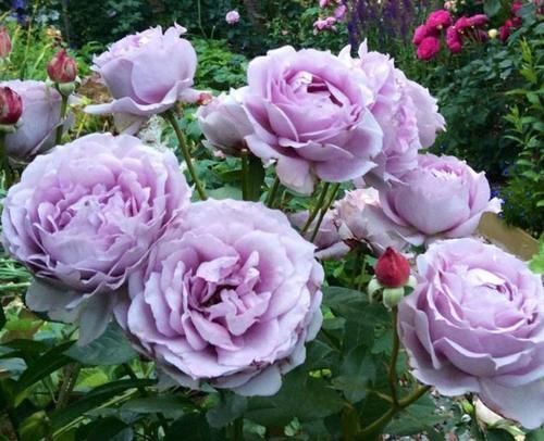 做法|去闺蜜家发现,院子里没有一处空地,遍地是花卉,做法好高级