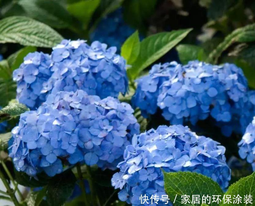 土壤|为什么自己养的绣球花不能开花,看看你有没做对此几点