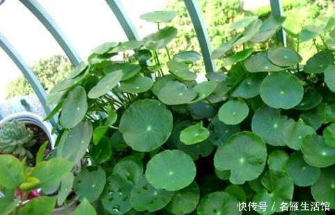  养花|家里养花，用此个妙招，一盆变成十盆，花盆都不够用了