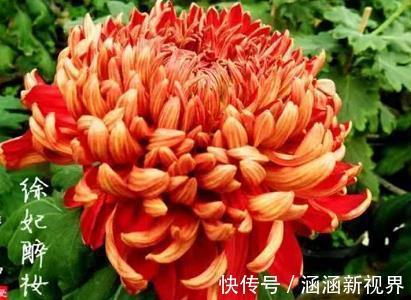 喜欢养菊,不如养”优良名菊“徐妃醉妆,似清秀妆容,美丽高雅