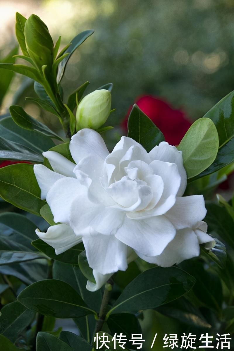 没经验的别养这3种花,买几棵死几棵,黄叶烂根不开花