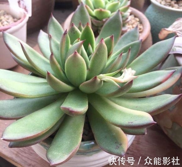姬小光|经过夏天的酷晒，我家的多肉变成了这样