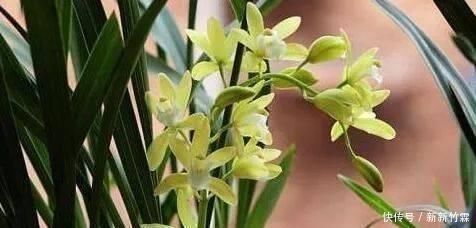 这种花,比茶花漂亮,比茉莉还香,年头开到年尾,比君子兰强多了