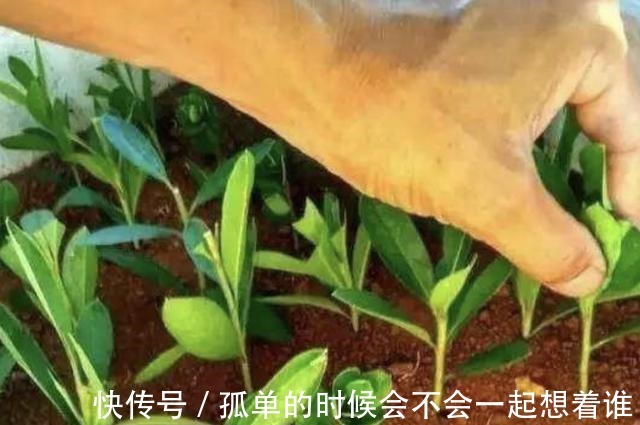 生根|“1种花”夏季扦插,一碰到土壤,“12天”长根系,1年后开满花!