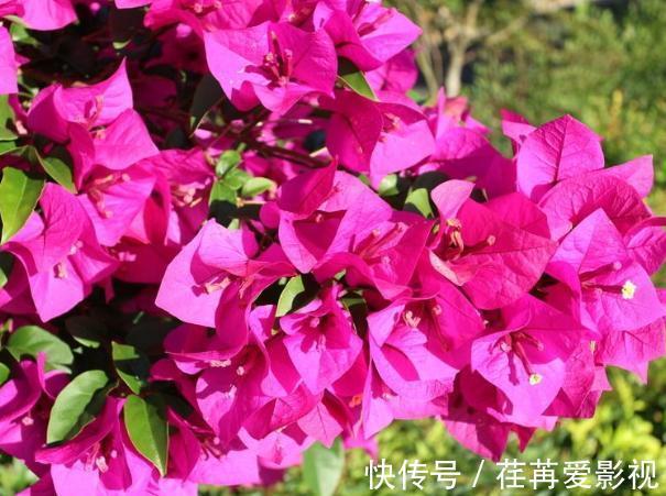 陌上花开|三角梅花期不开花怎么办?3个小窍门,助力全年花开爆满盆