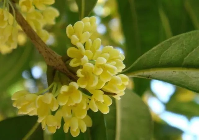 中国十大名花欣赏,美极了!