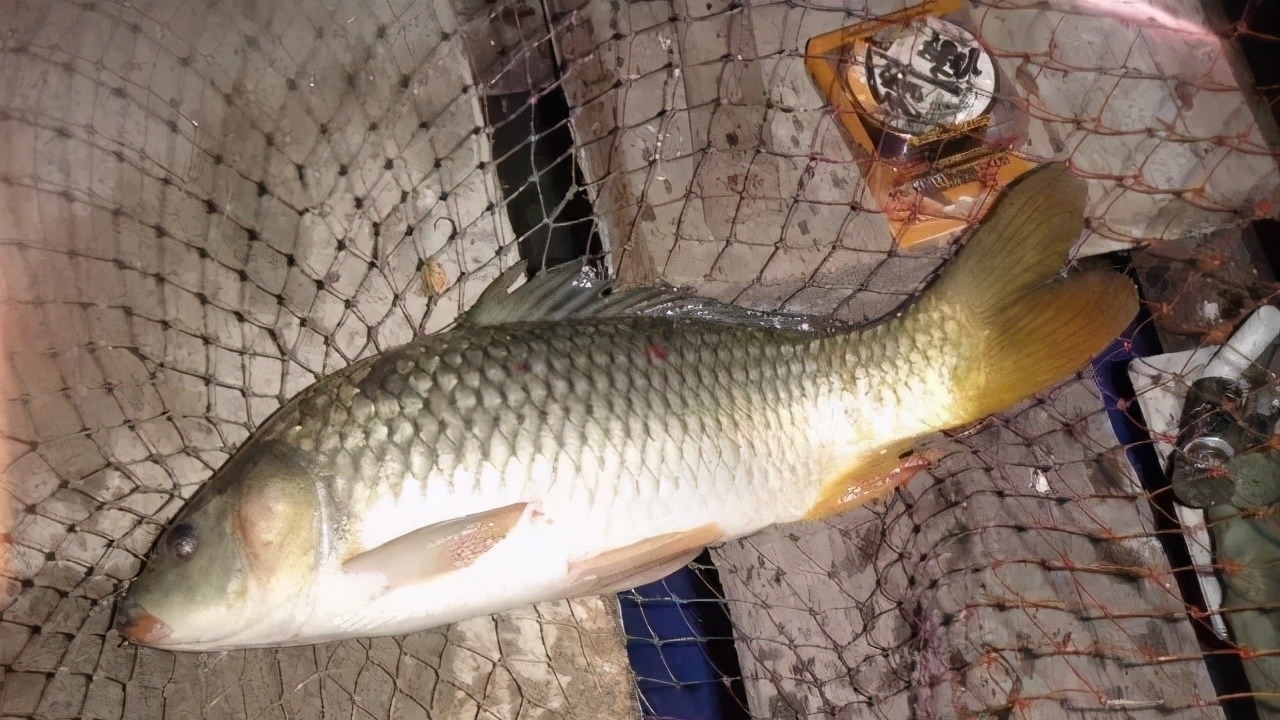 为什么说野钓就要钓钝,这几个原因告诉你,钓钝到底有多实用