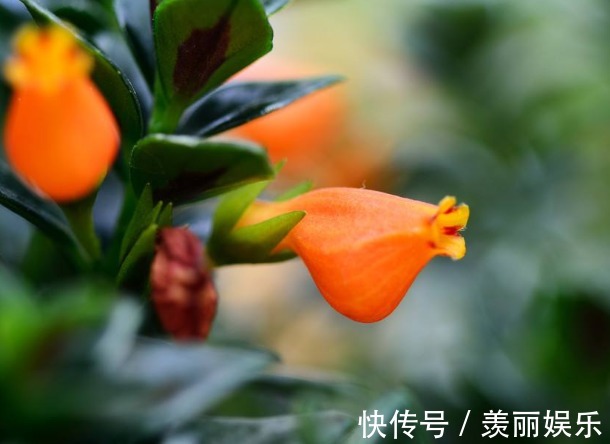 长在枝丫的“金鱼”,你有见过吗还比真金鱼好养,快去养一盆