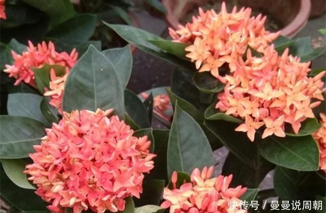 这种“漂亮”的花卉,适合养阳台,家里栽2盆,长得旺、花开多