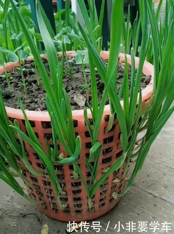 一个垃圾桶,能种出一桶蒜!多到吃不完,以后家里一年都不用买了!