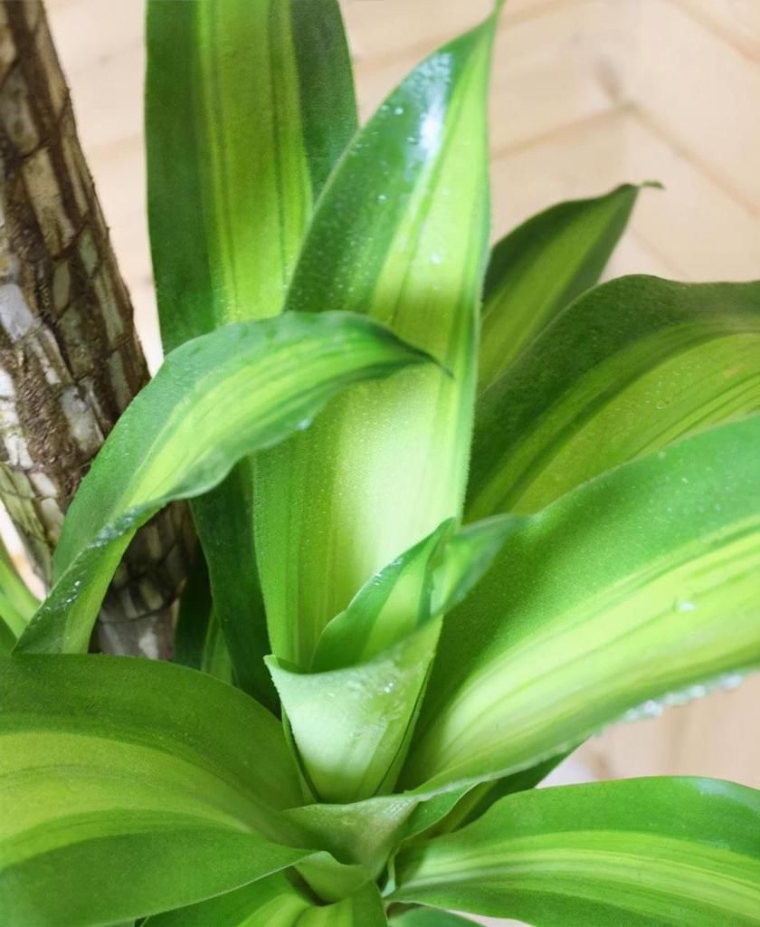 适合放在客厅的6种大型盆栽,好看健康,大大的叶子充满生机