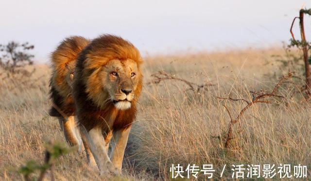 |动物搞笑照片的背后,是狮子的生存逻辑,和雄狮对流言蜚语的辩白